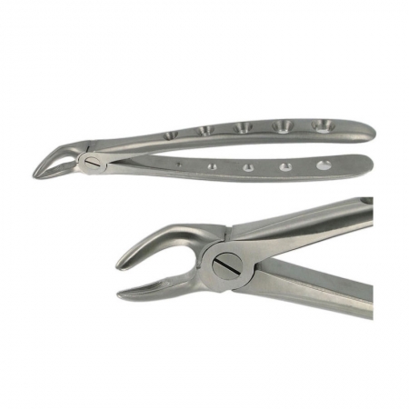 ENGLISH FORCEPS 31 LOWER ROOT
